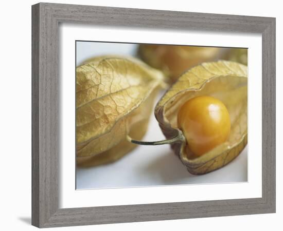 Chinese Lantern Fruit-Lee Frost-Framed Photographic Print