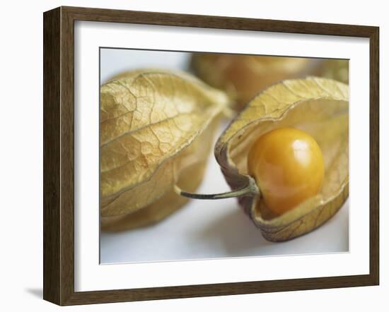 Chinese Lantern Fruit-Lee Frost-Framed Photographic Print