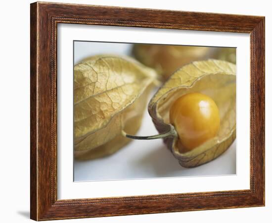 Chinese Lantern Fruit-Lee Frost-Framed Photographic Print