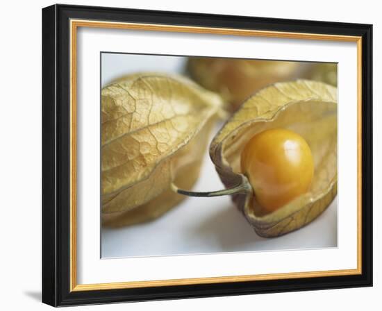 Chinese Lantern Fruit-Lee Frost-Framed Photographic Print