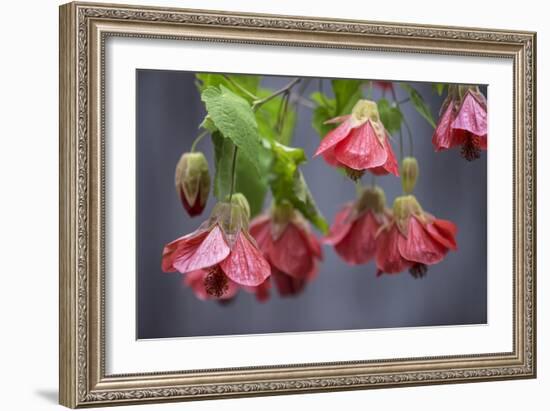 Chinese Lantern I-Rita Crane-Framed Photographic Print