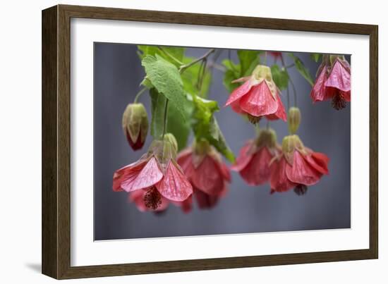 Chinese Lantern I-Rita Crane-Framed Photographic Print