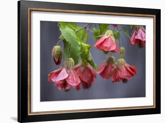 Chinese Lantern I-Rita Crane-Framed Photographic Print