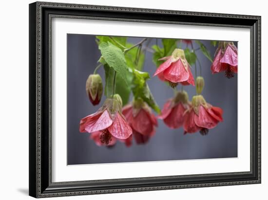 Chinese Lantern I-Rita Crane-Framed Photographic Print