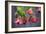 Chinese Lantern I-Rita Crane-Framed Photographic Print