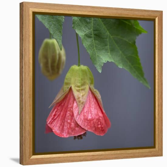 Chinese Lantern III-Rita Crane-Framed Premier Image Canvas