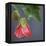 Chinese Lantern III-Rita Crane-Framed Premier Image Canvas