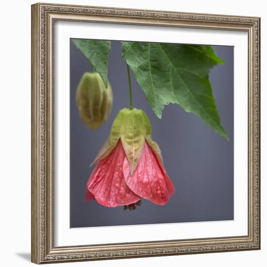 Chinese Lantern III-Rita Crane-Framed Photographic Print