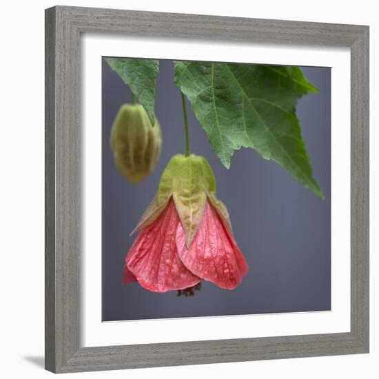 Chinese Lantern III-Rita Crane-Framed Photographic Print