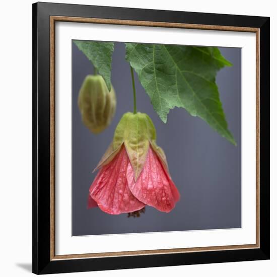 Chinese Lantern III-Rita Crane-Framed Photographic Print