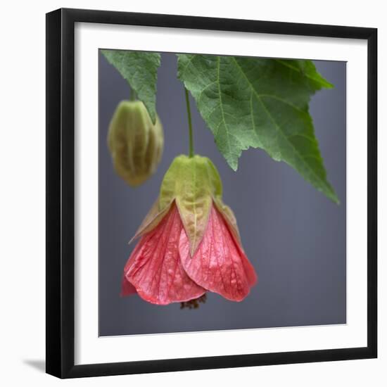 Chinese Lantern III-Rita Crane-Framed Photographic Print