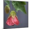 Chinese Lantern III-Rita Crane-Mounted Photographic Print