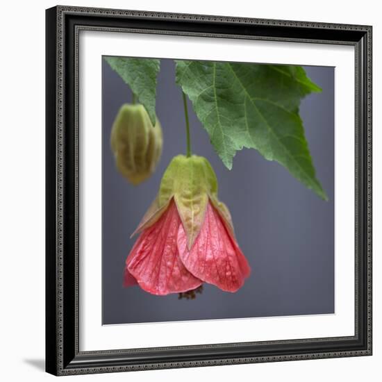 Chinese Lantern III-Rita Crane-Framed Photographic Print