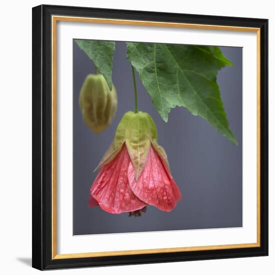 Chinese Lantern III-Rita Crane-Framed Photographic Print