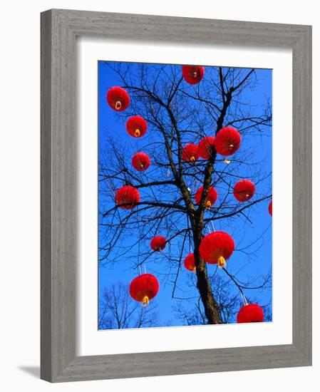 Chinese Lanterns Hanging from Trees in Tivoli Gardens, Copenhagen, Denmark-Izzet Keribar-Framed Photographic Print