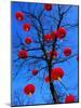 Chinese Lanterns Hanging from Trees in Tivoli Gardens, Copenhagen, Denmark-Izzet Keribar-Mounted Photographic Print