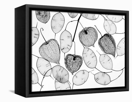 Chinese lanterns (Physalis alkekengi) skeletons and Honesty seed pods-Ernie Janes-Framed Premier Image Canvas