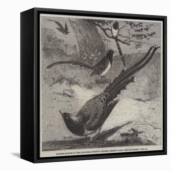 Chinese Magpies in the Zoological Society's Gardens, Regent's Park-Friedrich Wilhelm Keyl-Framed Premier Image Canvas