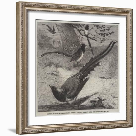 Chinese Magpies in the Zoological Society's Gardens, Regent's Park-Friedrich Wilhelm Keyl-Framed Giclee Print