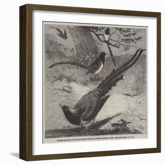 Chinese Magpies in the Zoological Society's Gardens, Regent's Park-Friedrich Wilhelm Keyl-Framed Giclee Print