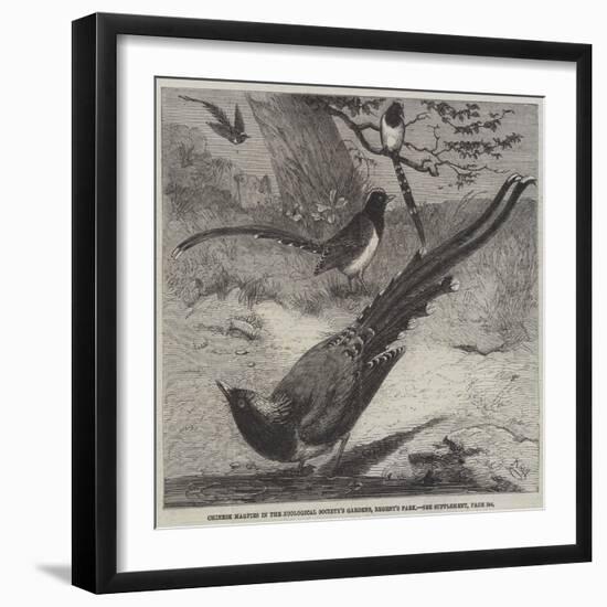 Chinese Magpies in the Zoological Society's Gardens, Regent's Park-Friedrich Wilhelm Keyl-Framed Giclee Print