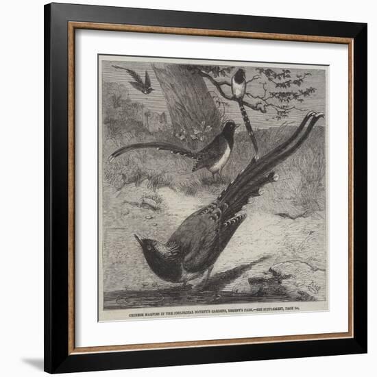 Chinese Magpies in the Zoological Society's Gardens, Regent's Park-Friedrich Wilhelm Keyl-Framed Giclee Print