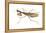 Chinese Mantis (Tenodera Sinensis), Insects-Encyclopaedia Britannica-Framed Stretched Canvas