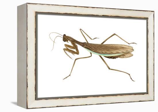 Chinese Mantis (Tenodera Sinensis), Insects-Encyclopaedia Britannica-Framed Stretched Canvas