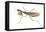 Chinese Mantis (Tenodera Sinensis), Insects-Encyclopaedia Britannica-Framed Stretched Canvas