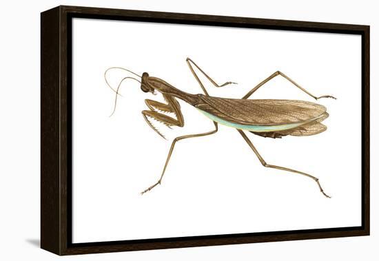 Chinese Mantis (Tenodera Sinensis), Insects-Encyclopaedia Britannica-Framed Stretched Canvas