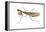 Chinese Mantis (Tenodera Sinensis), Insects-Encyclopaedia Britannica-Framed Stretched Canvas