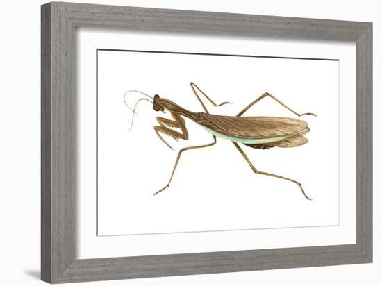 Chinese Mantis (Tenodera Sinensis), Insects-Encyclopaedia Britannica-Framed Art Print