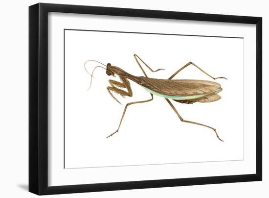 Chinese Mantis (Tenodera Sinensis), Insects-Encyclopaedia Britannica-Framed Art Print