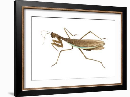 Chinese Mantis (Tenodera Sinensis), Insects-Encyclopaedia Britannica-Framed Art Print