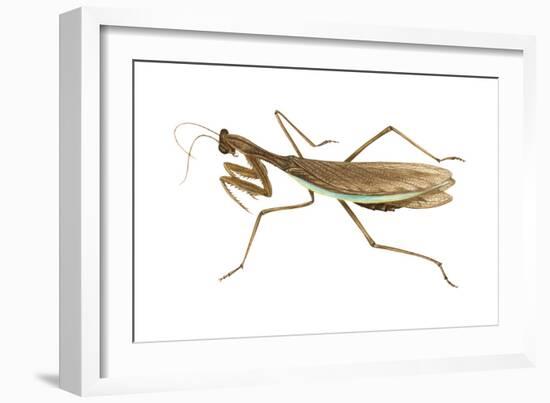 Chinese Mantis (Tenodera Sinensis), Insects-Encyclopaedia Britannica-Framed Art Print