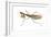 Chinese Mantis (Tenodera Sinensis), Insects-Encyclopaedia Britannica-Framed Art Print