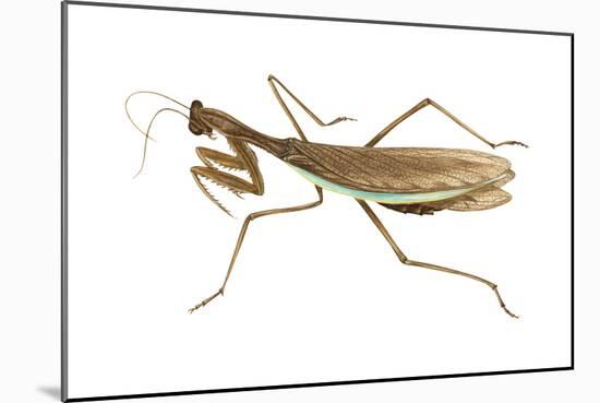 Chinese Mantis (Tenodera Sinensis), Insects-Encyclopaedia Britannica-Mounted Art Print