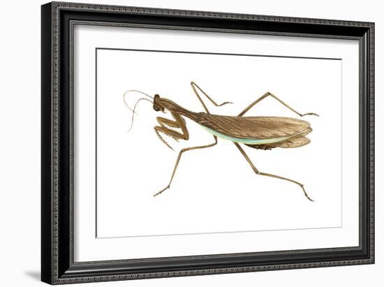 Chinese Mantis (Tenodera Sinensis), Insects-Encyclopaedia Britannica-Framed Art Print