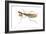 Chinese Mantis (Tenodera Sinensis), Insects-Encyclopaedia Britannica-Framed Art Print