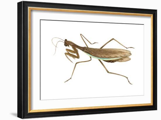 Chinese Mantis (Tenodera Sinensis), Insects-Encyclopaedia Britannica-Framed Art Print