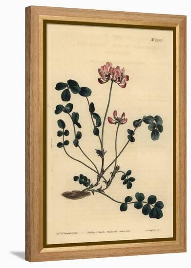 Chinese Milkvetch or Umbellated Astragalus, Astragalus Sinicus-Sydenham Teast Edwards-Framed Premier Image Canvas