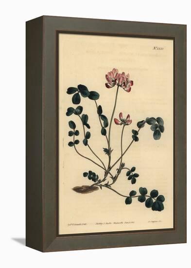 Chinese Milkvetch or Umbellated Astragalus, Astragalus Sinicus-Sydenham Teast Edwards-Framed Premier Image Canvas