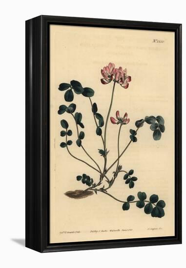 Chinese Milkvetch or Umbellated Astragalus, Astragalus Sinicus-Sydenham Teast Edwards-Framed Premier Image Canvas
