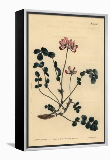 Chinese Milkvetch or Umbellated Astragalus, Astragalus Sinicus-Sydenham Teast Edwards-Framed Premier Image Canvas