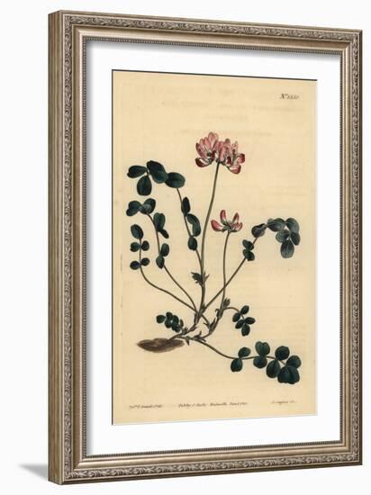 Chinese Milkvetch or Umbellated Astragalus, Astragalus Sinicus-Sydenham Teast Edwards-Framed Giclee Print