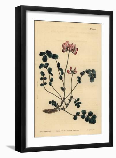 Chinese Milkvetch or Umbellated Astragalus, Astragalus Sinicus-Sydenham Teast Edwards-Framed Giclee Print