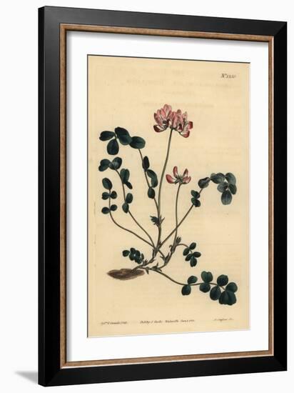 Chinese Milkvetch or Umbellated Astragalus, Astragalus Sinicus-Sydenham Teast Edwards-Framed Giclee Print