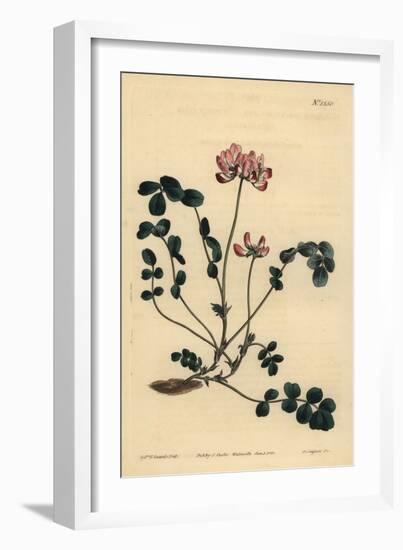 Chinese Milkvetch or Umbellated Astragalus, Astragalus Sinicus-Sydenham Teast Edwards-Framed Giclee Print