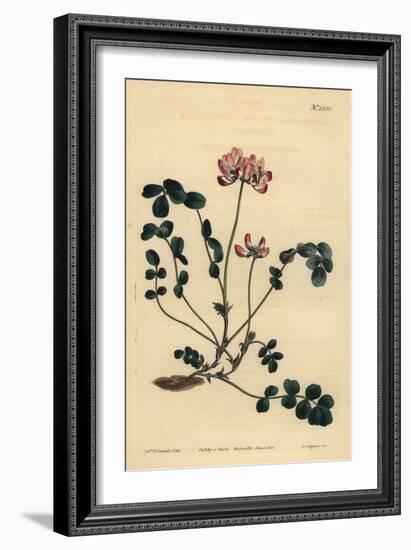 Chinese Milkvetch or Umbellated Astragalus, Astragalus Sinicus-Sydenham Teast Edwards-Framed Giclee Print