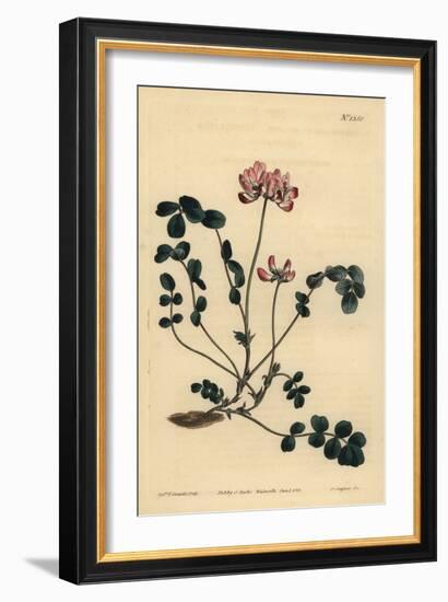 Chinese Milkvetch or Umbellated Astragalus, Astragalus Sinicus-Sydenham Teast Edwards-Framed Giclee Print